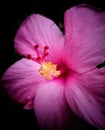 Pink hibiscus, chinese rose